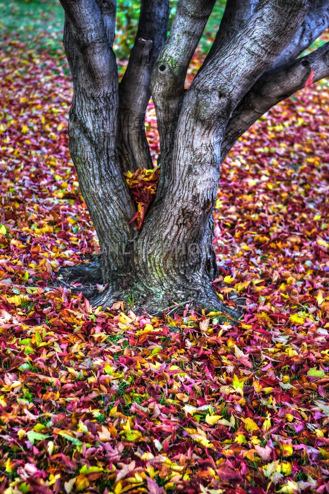 Autumn leaves Background in HDR High Dynamic Range by Coffee999