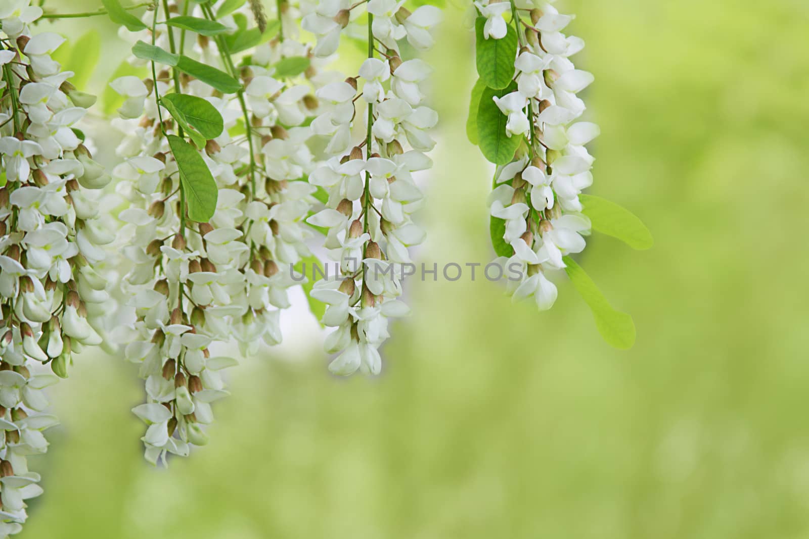 Branch of white acacia flowers on green by Angel_a