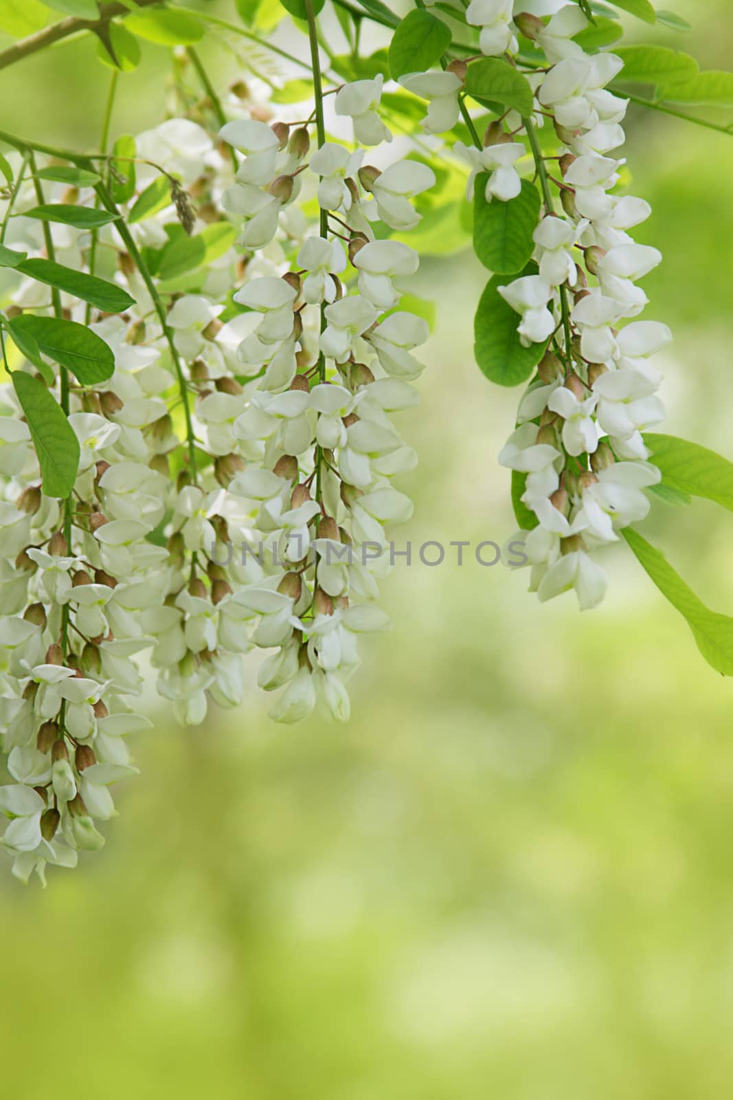 Branch of white acacia flowers on green by Angel_a