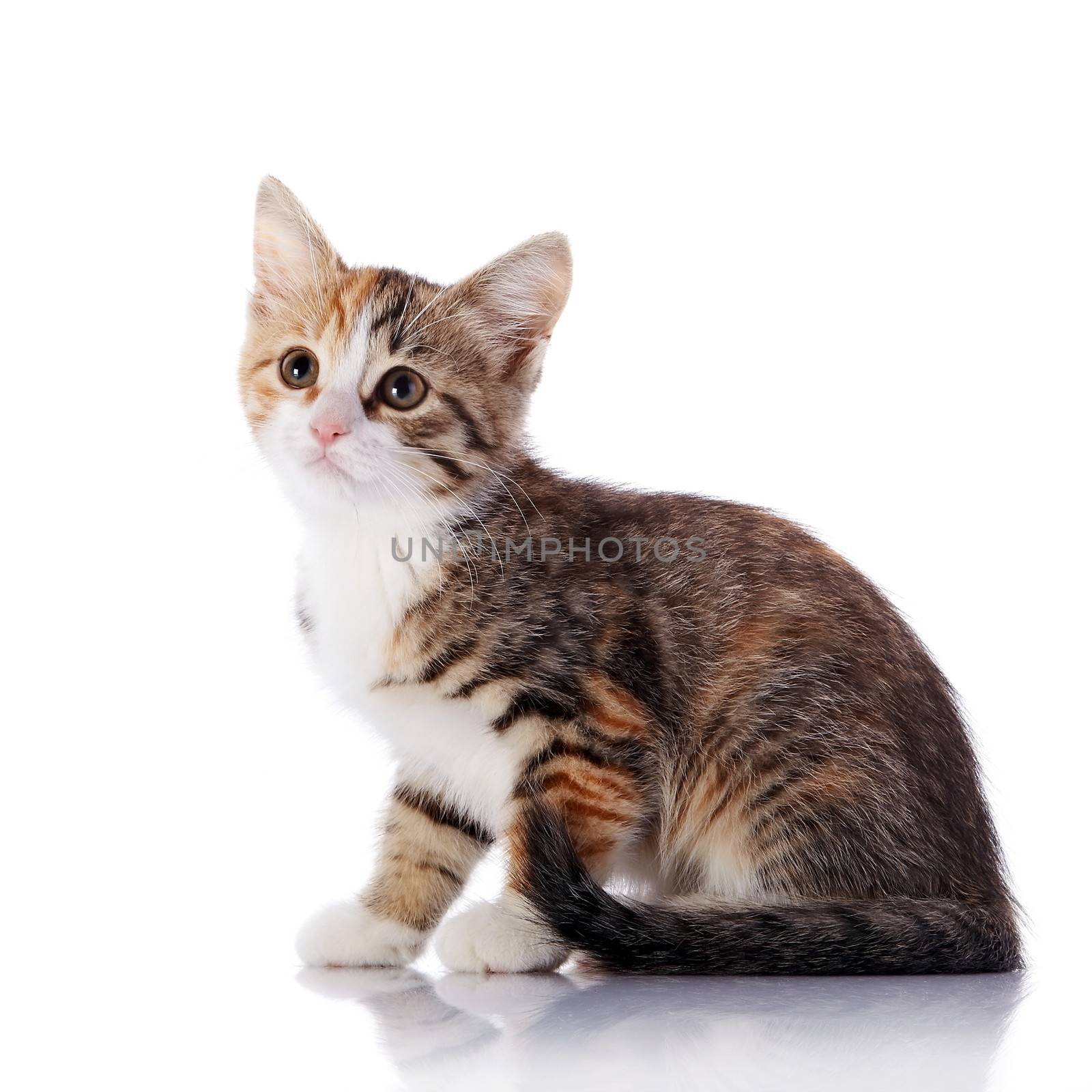 Multi-colored small kitten. Kitten on a white background. Small predator. Small cat.