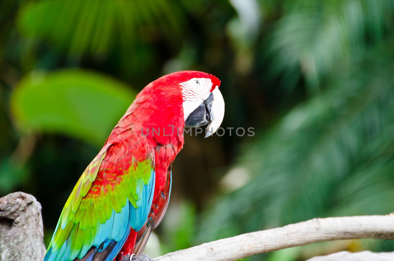 Scarlet macaw parrots in nature