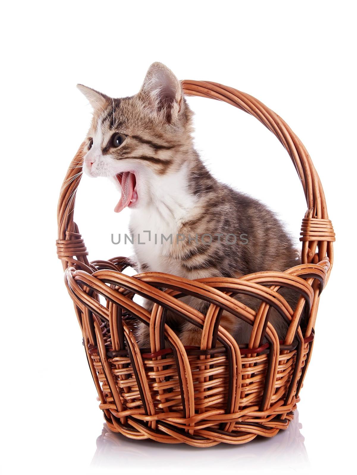 Kitten in a wattled basket. Multi-colored small kitten. Kitten on a white background. Small predator. Small cat.