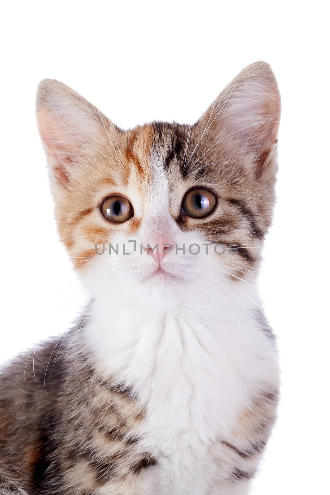 Portrait of a multi-colored kitten. Multi-colored small kitten. Kitten on a white background. Small predator. Small cat.