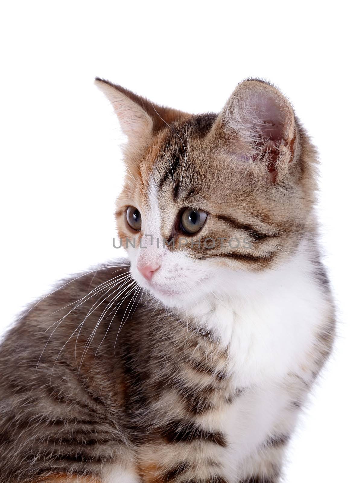 Portrait of a small kitten. Multi-colored small kitten. Kitten on a white background. Small predator. Small cat.