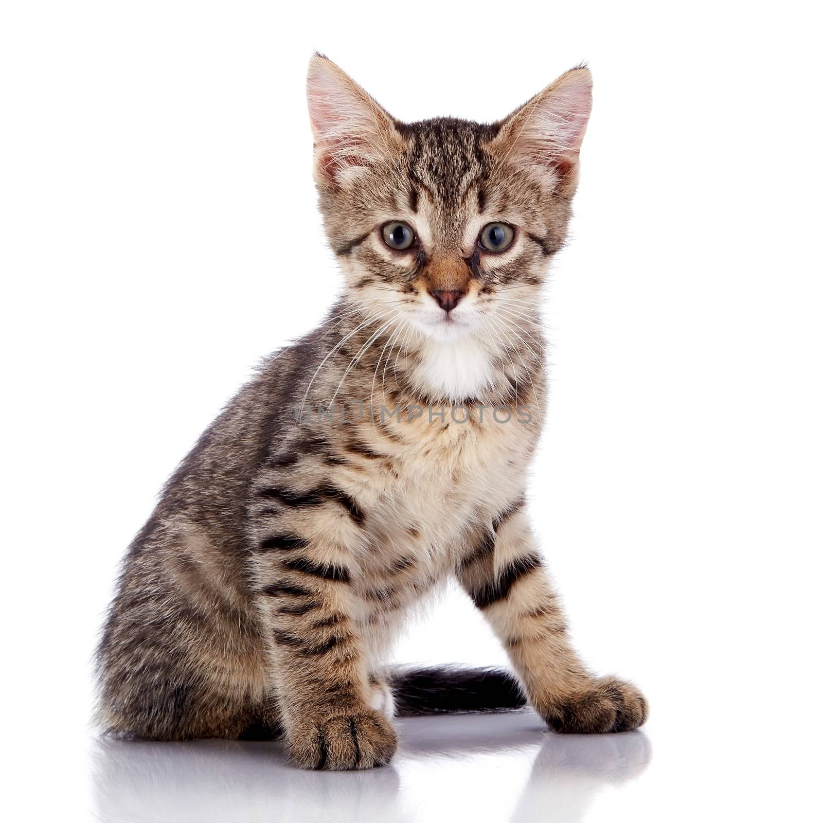 Striped not purebred kitten. Kitten on a white background. Small predator. Small cat.