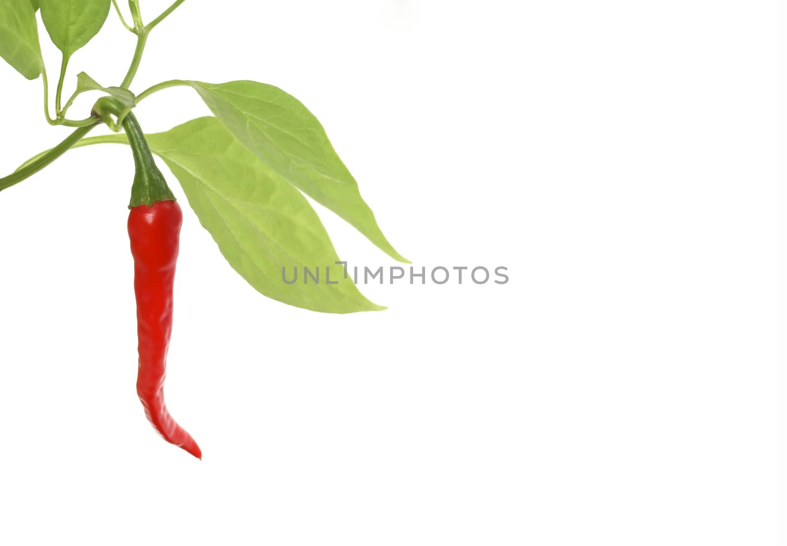 Red hot chili pepper plant on white background