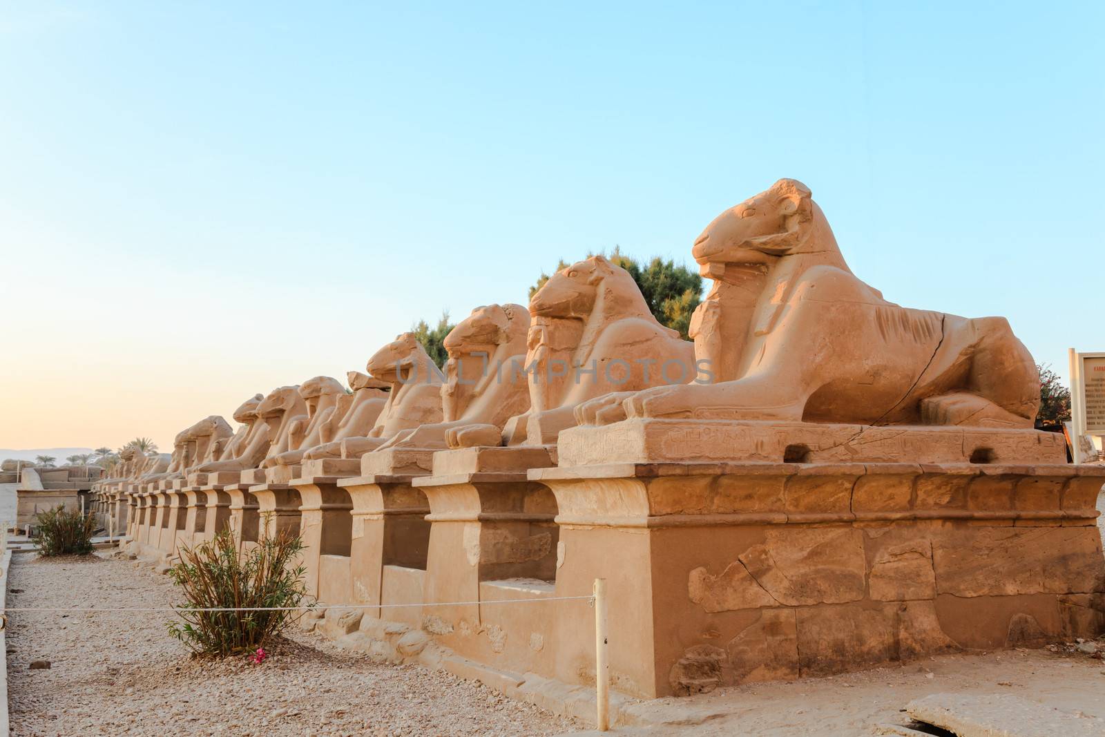 Row of ram-headed sphinxes in karnak temple, luxor, egypt