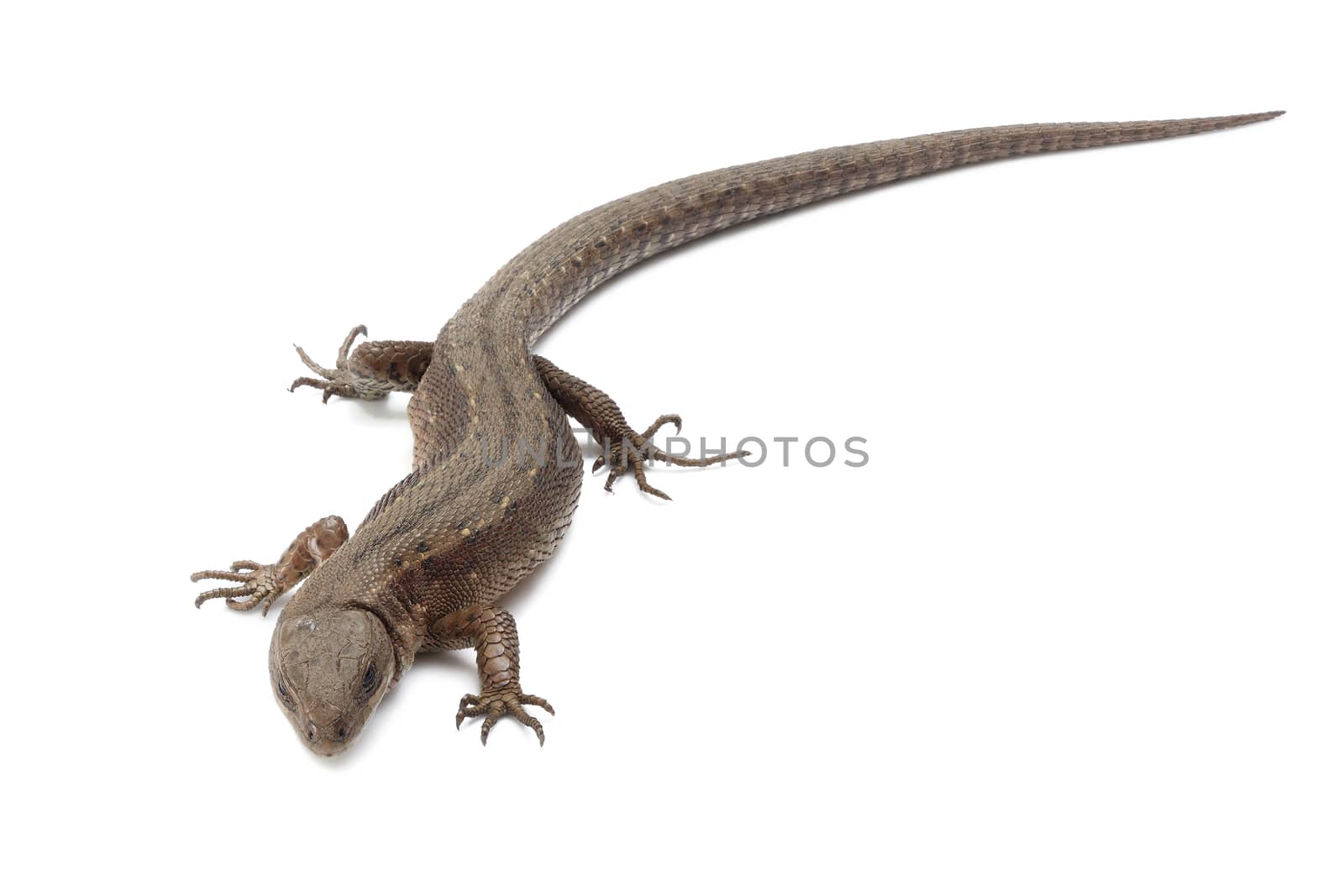 Brown lizard isolated on a white background