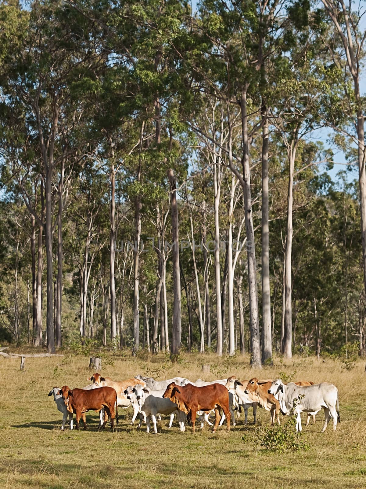 Australian beef cattle herd of cows on ranch with tall eucalyptus gum tree forest background