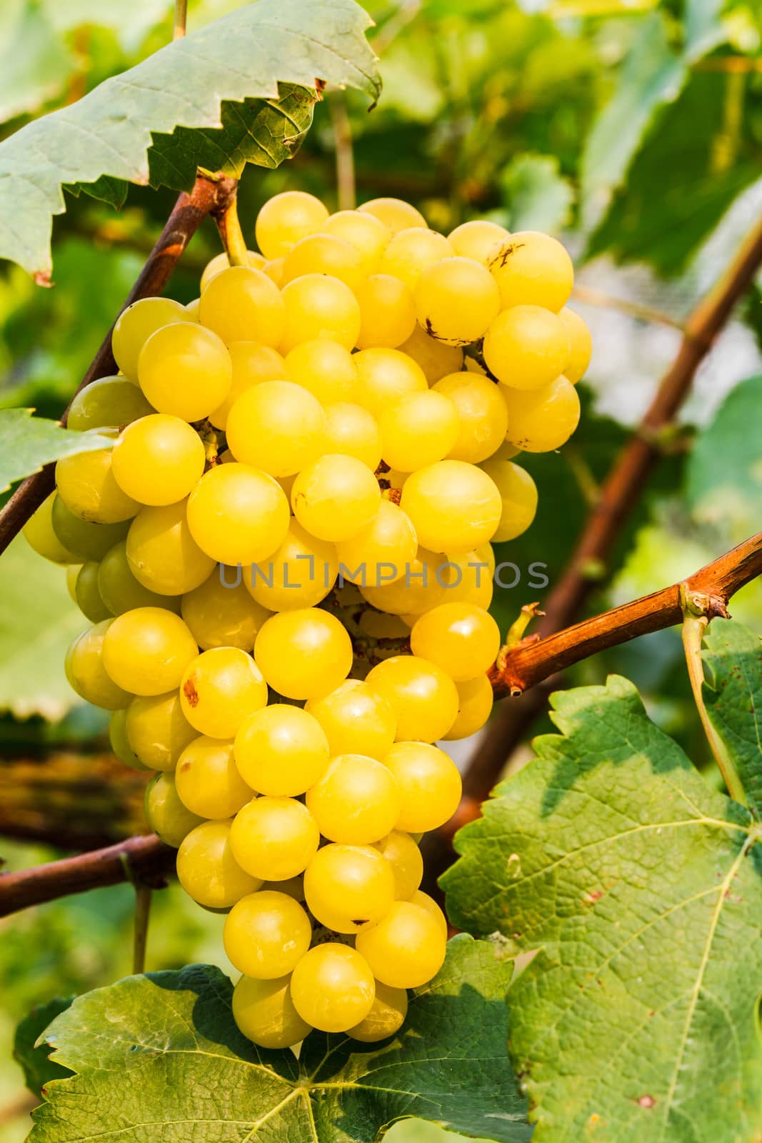 White grapes in a vineyard