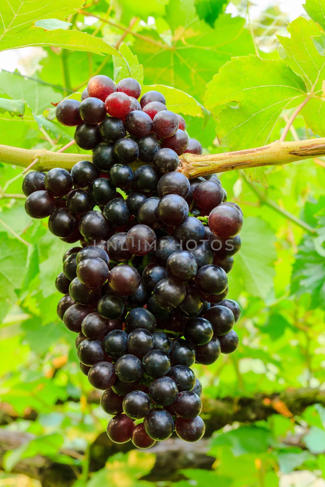 Grapes in a vineyard
