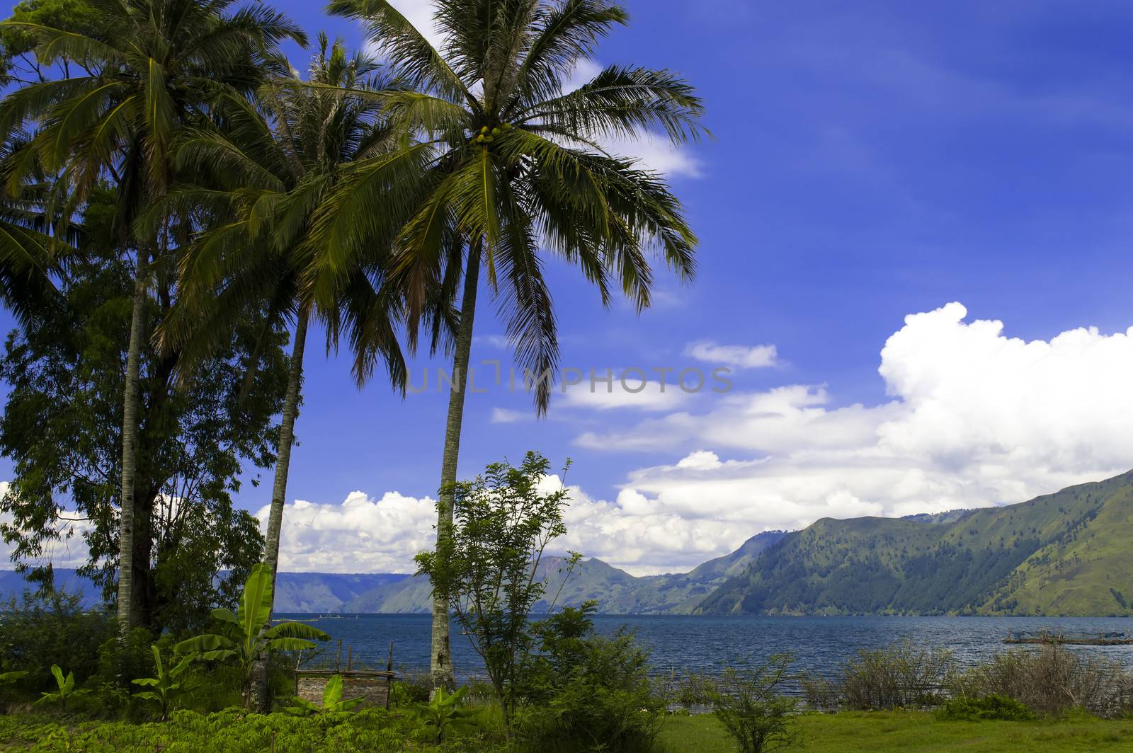 Landscape with Palm Trees. Samosir Island, Lake Toba, North Sumatra, Indonesia.