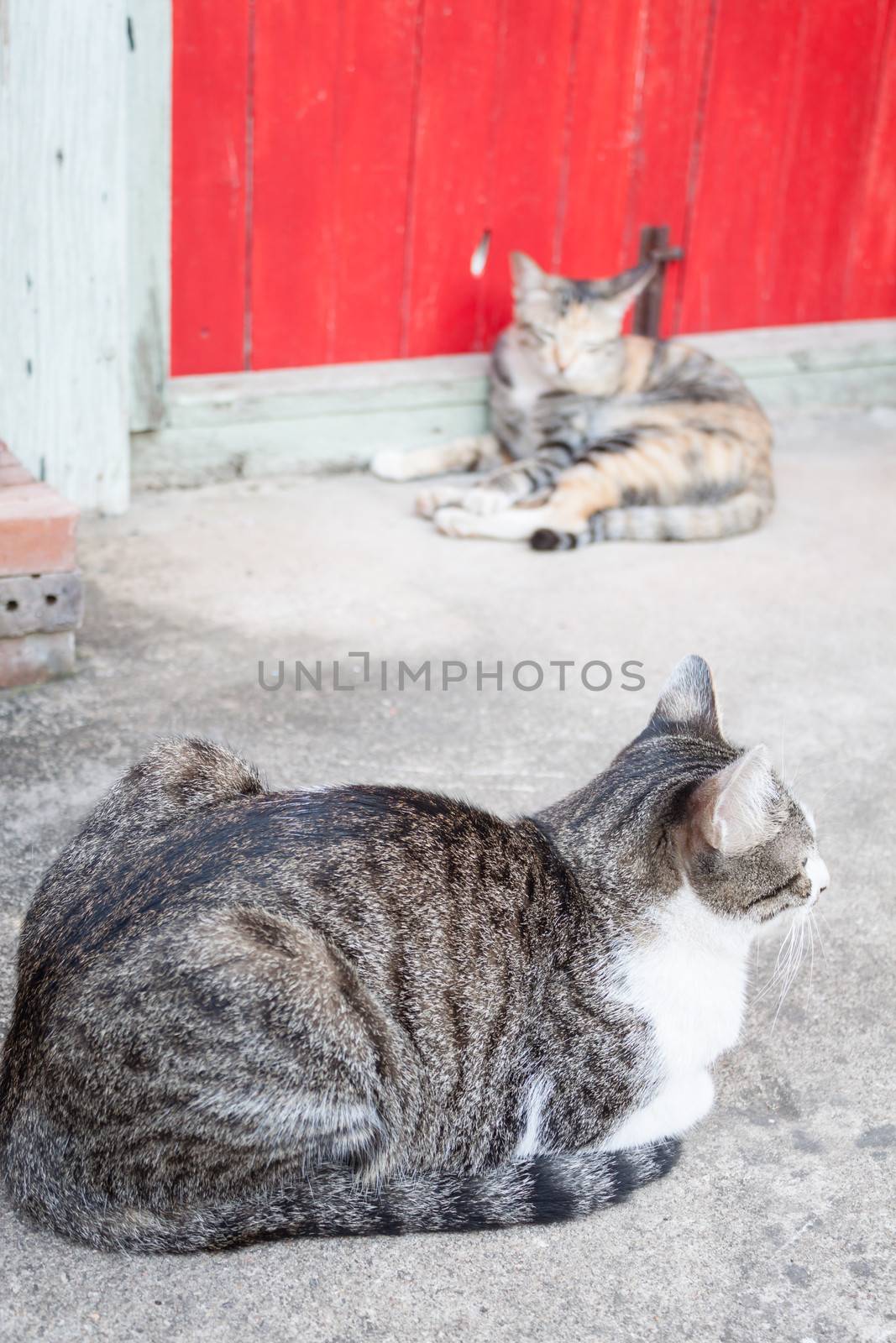 Two siamese cats rest on ground in garden home