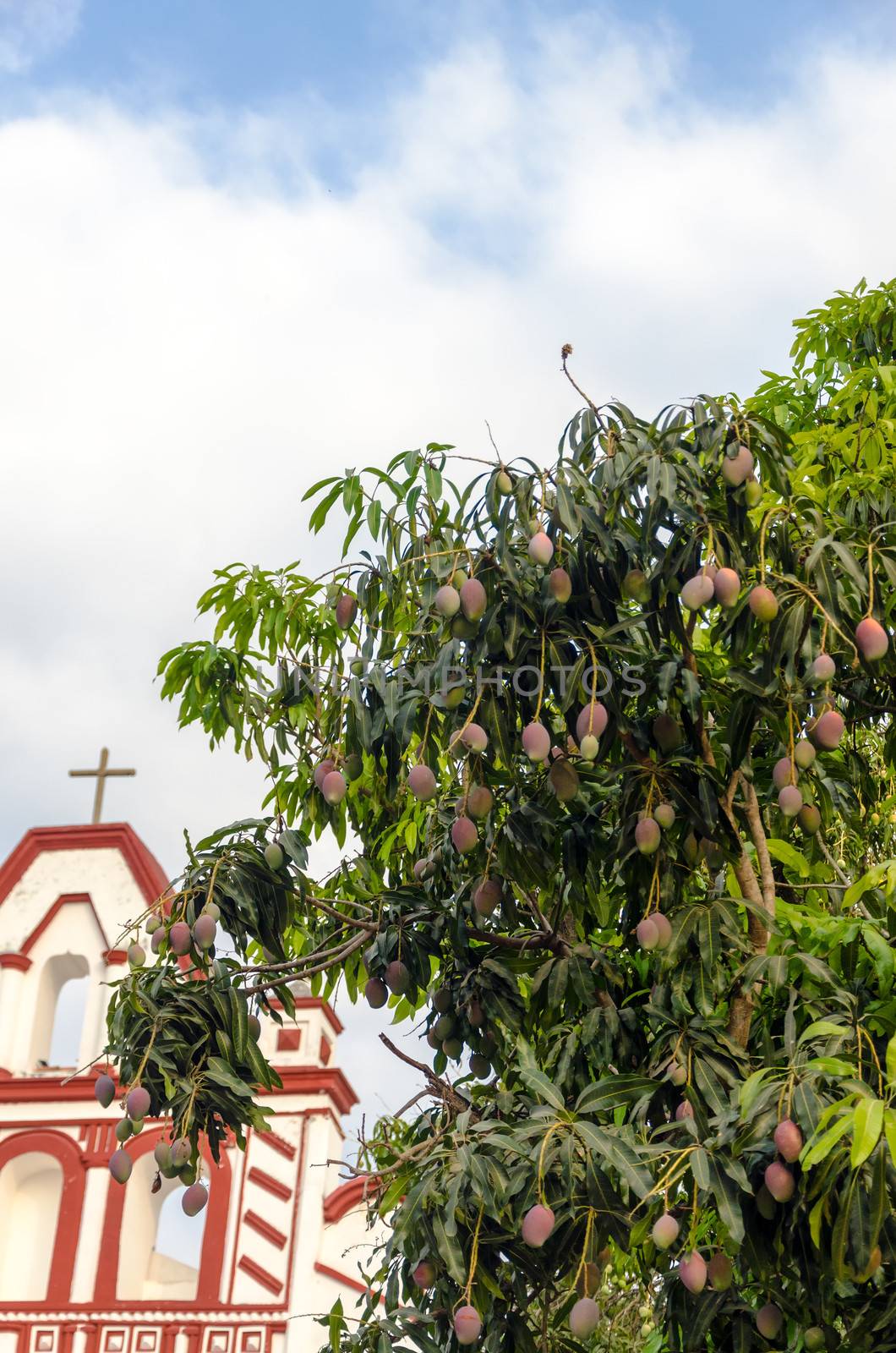 Mango tree full of ripe fruit with an old white church in the background