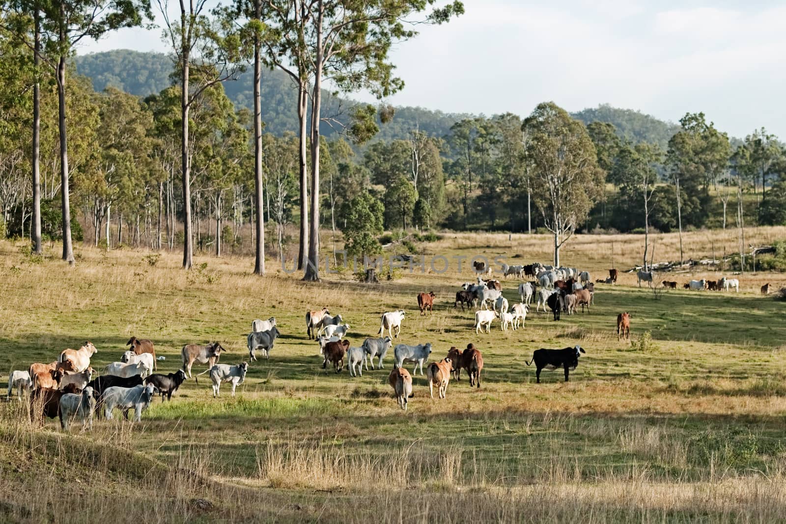 Australian eucalypt cattle country landscape by sherj
