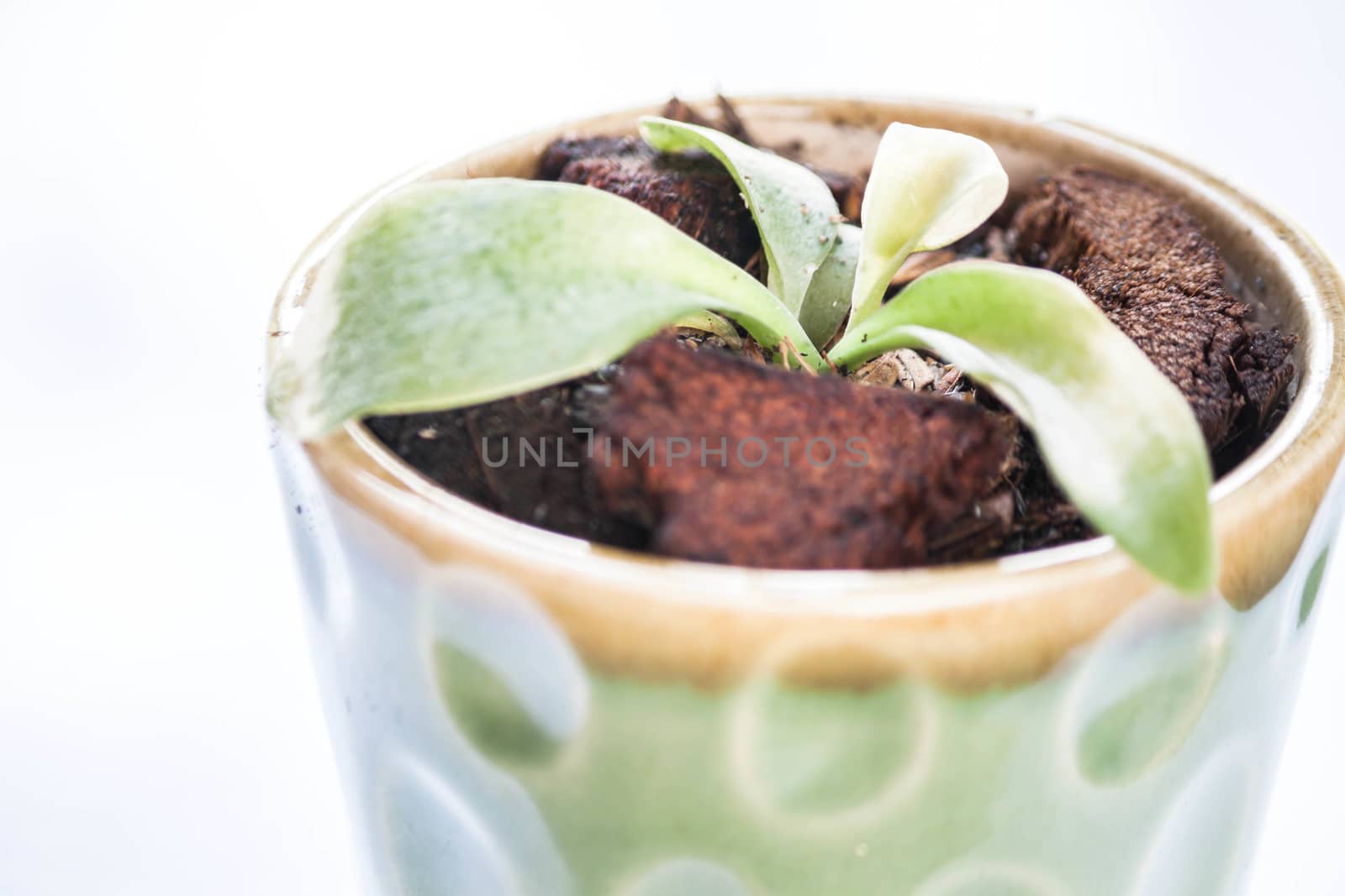 Close up sprout in ceramic plant pot by punsayaporn