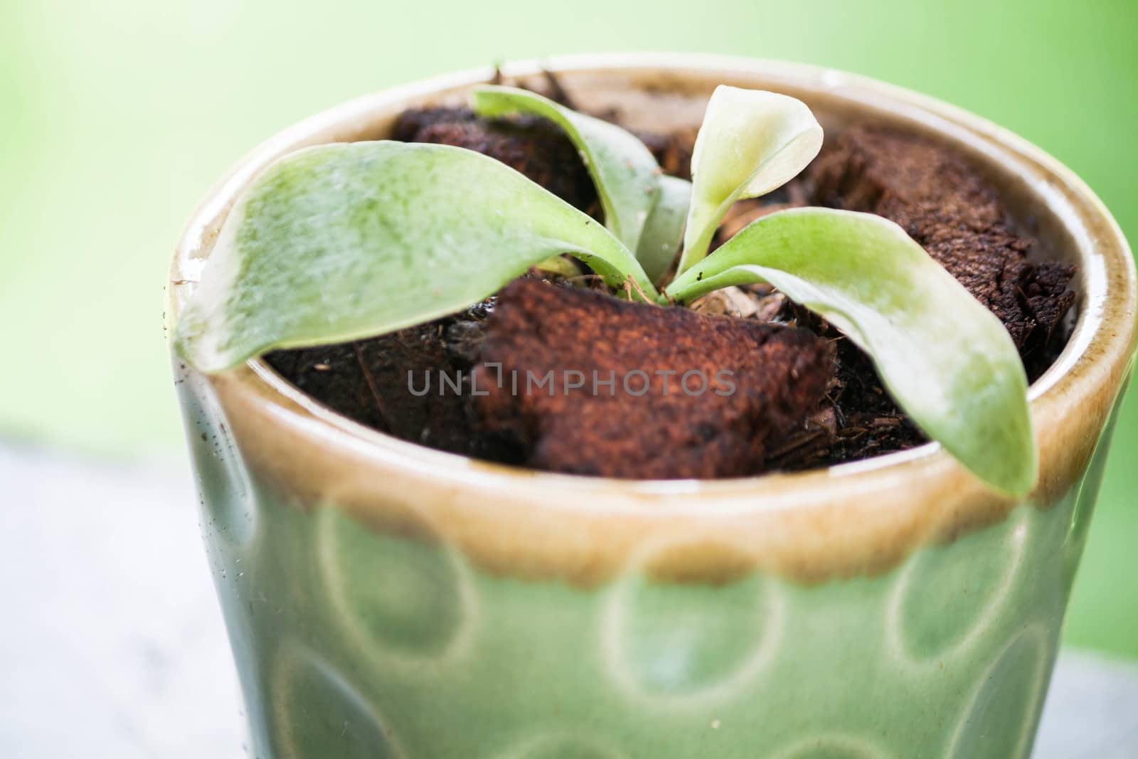 Close up sprout in ceramic plant pot