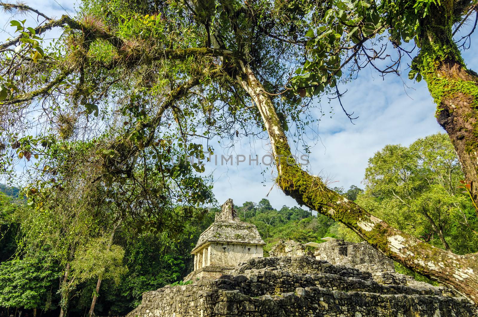 Trees framing an ancient Mayan temple at Palenque, Mexico