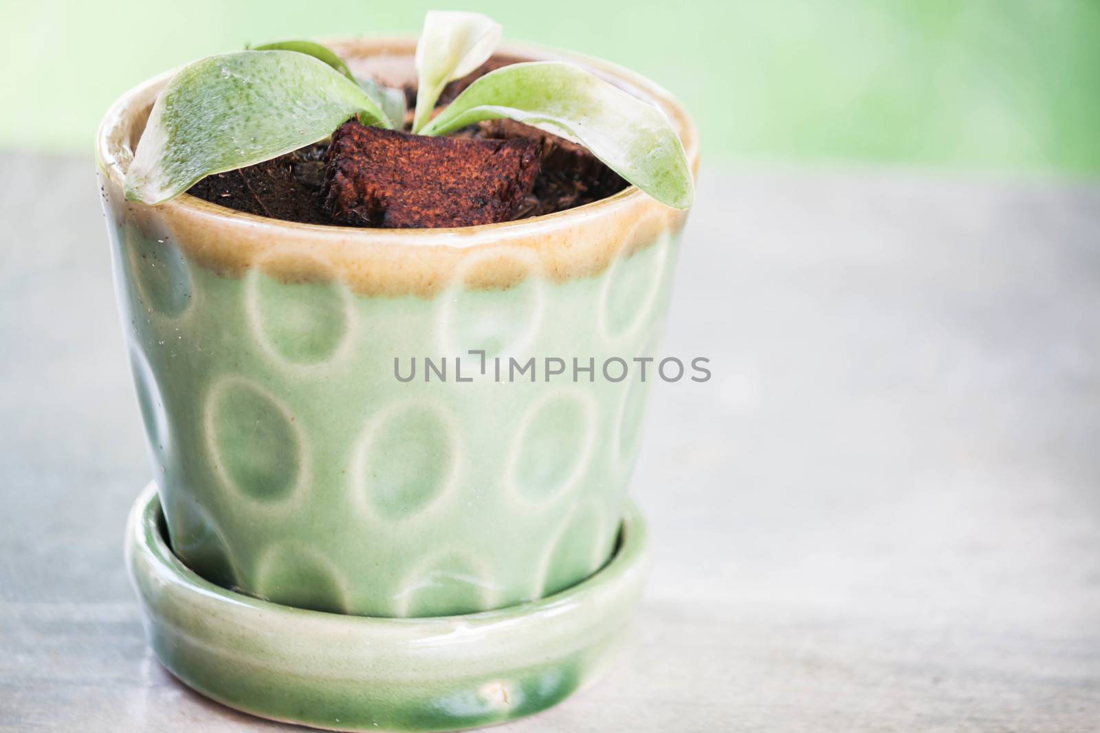 Green new sprout in ceramic plant pot by punsayaporn