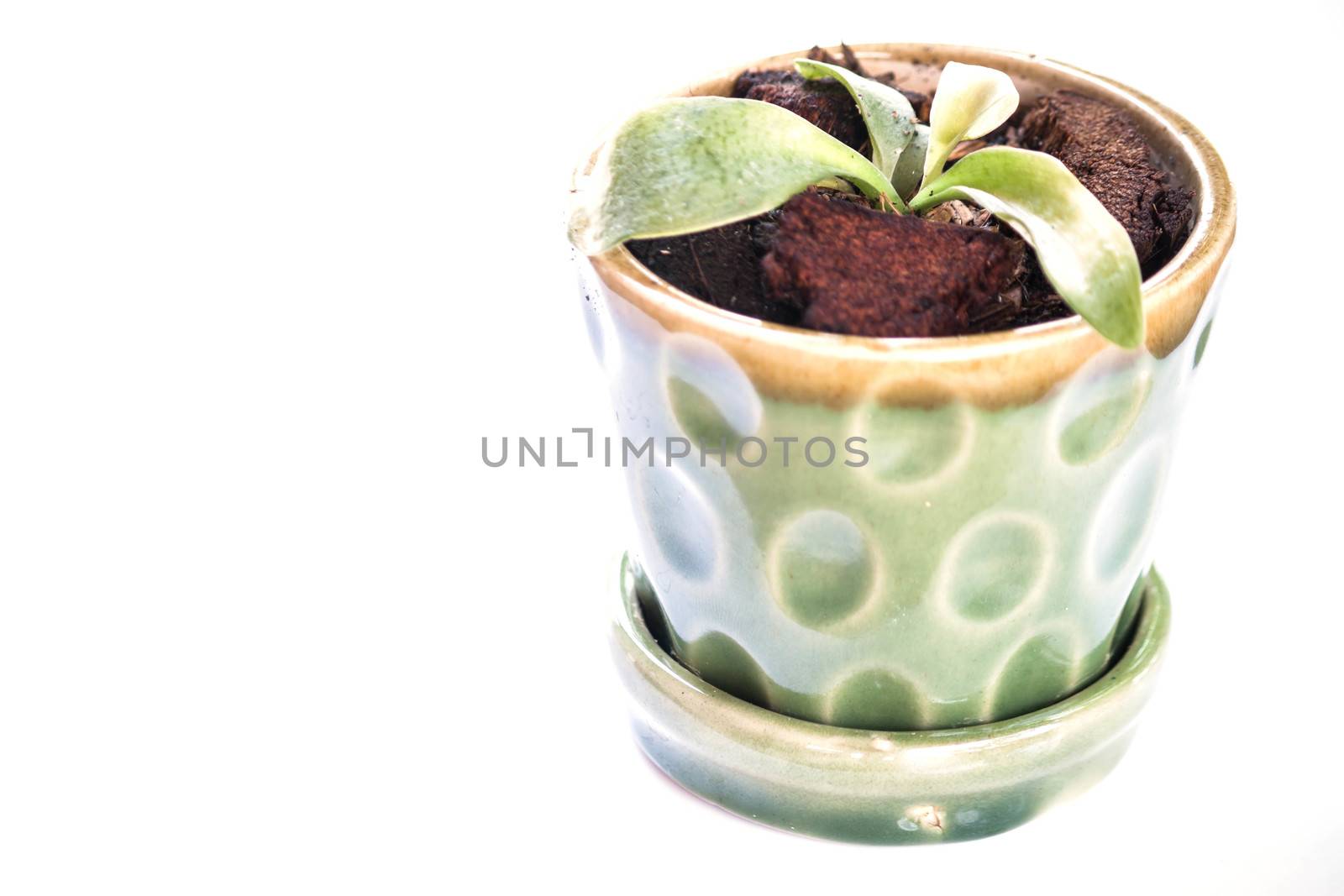 Green sprout in ceramic plant pot isolated on white background