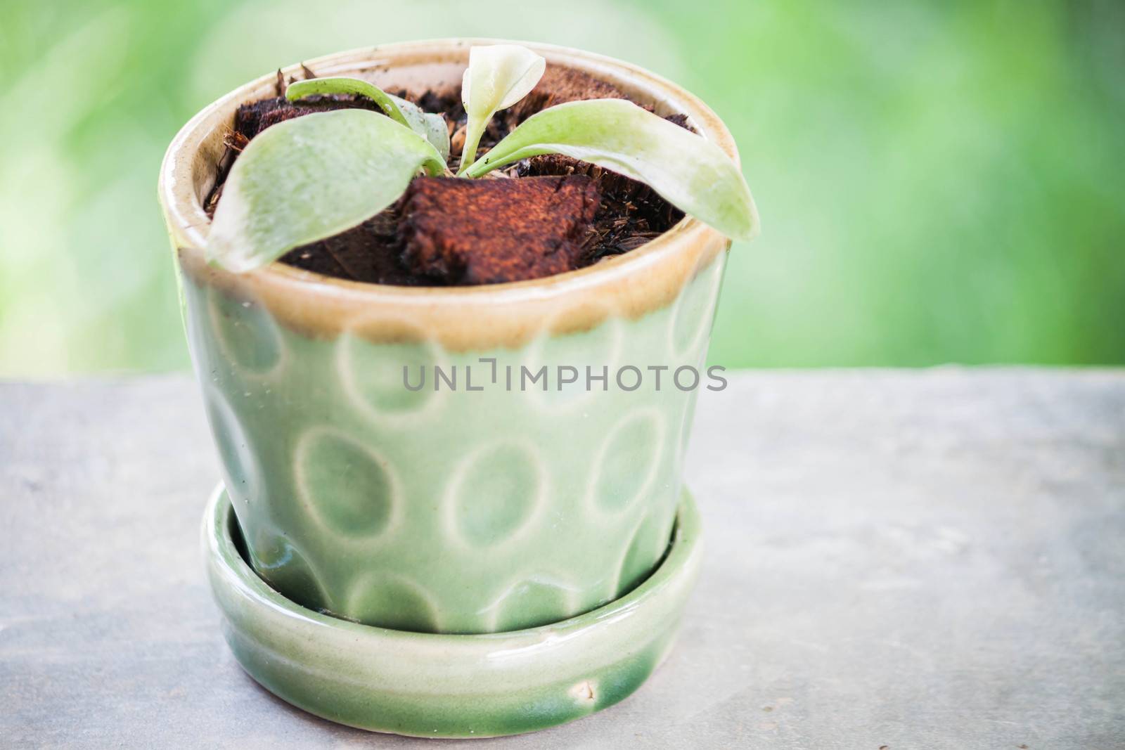 Green young plant in ceramic plant pot by punsayaporn