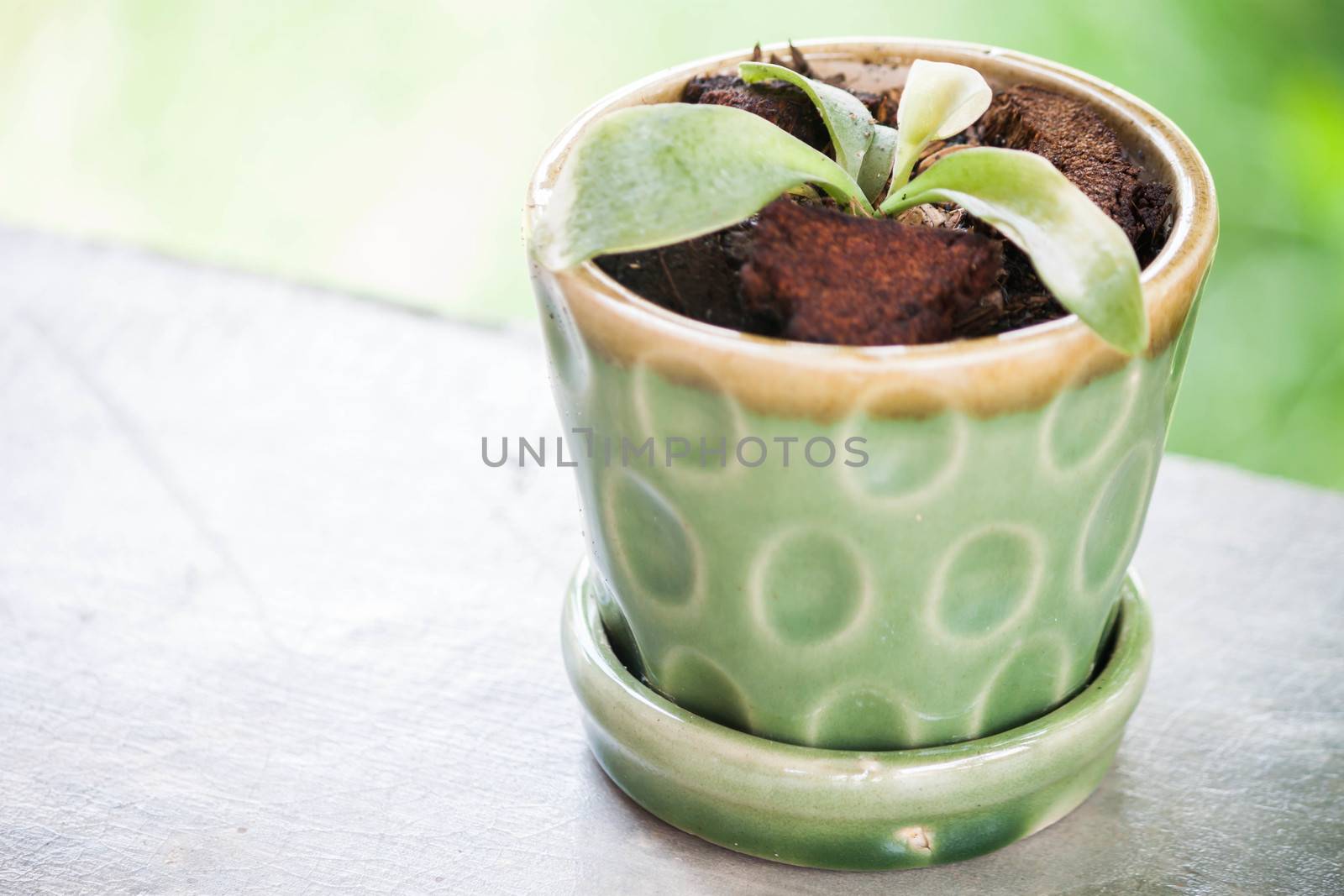 New green plant in ceramic plant pot