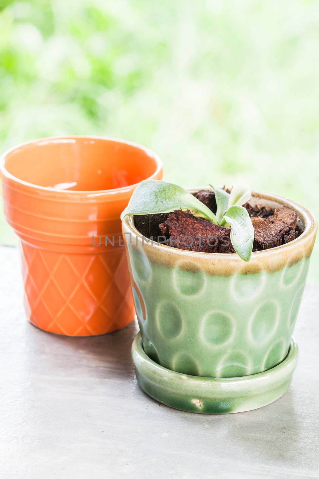 New life plant in green ceramic plant pot