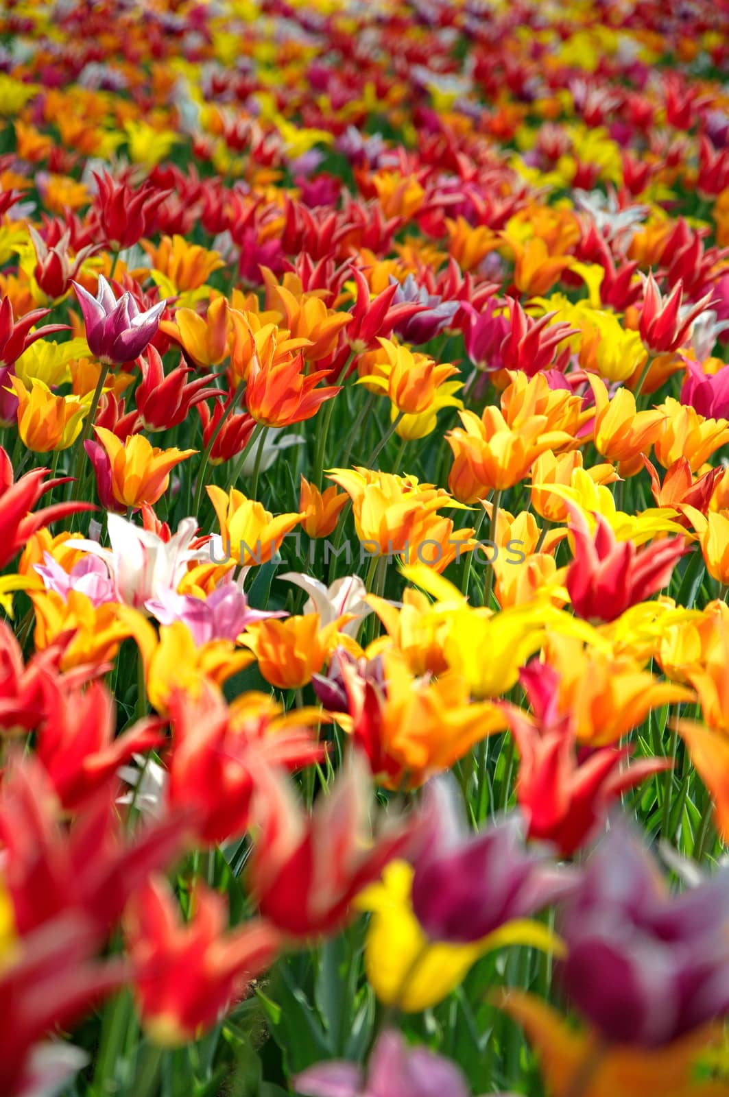 Colourful tulips by anderm
