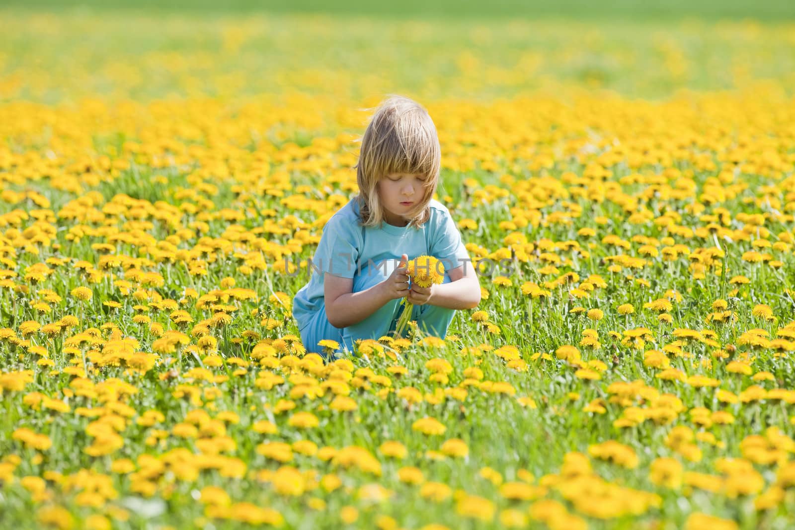 boy with long blond hair picking dandelions in a field