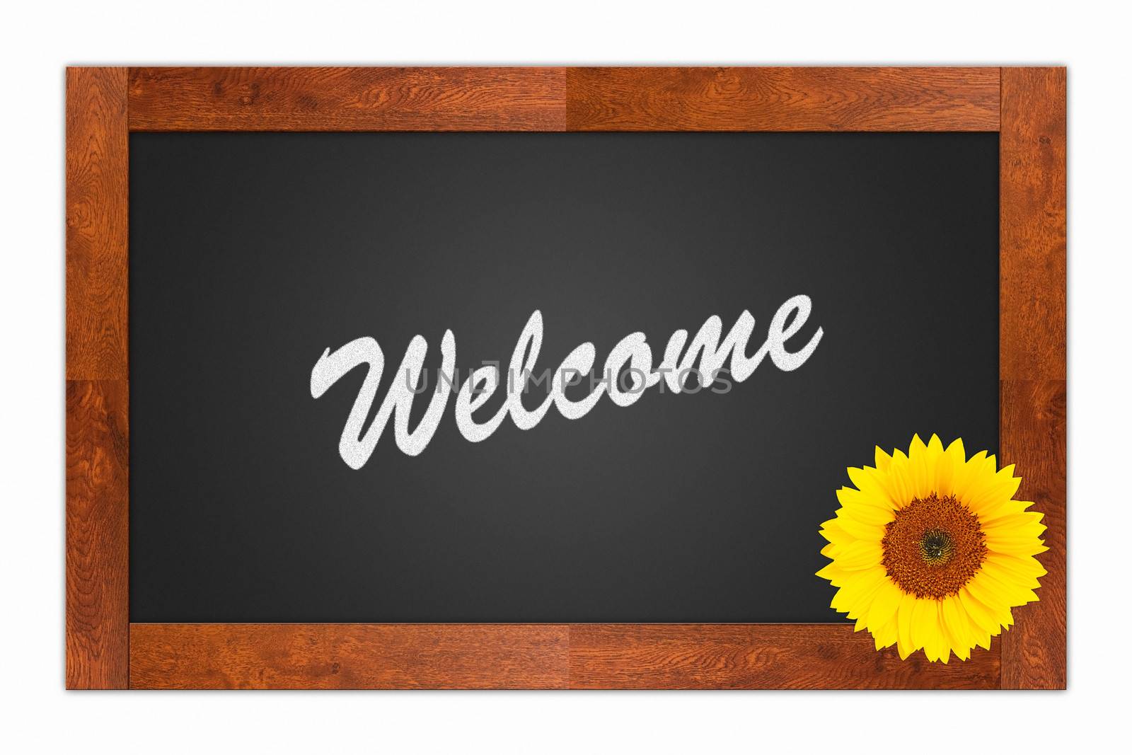 "Welcome" written in chalk on a blank blackboard with sunflower on wooden frame, isolated on white background