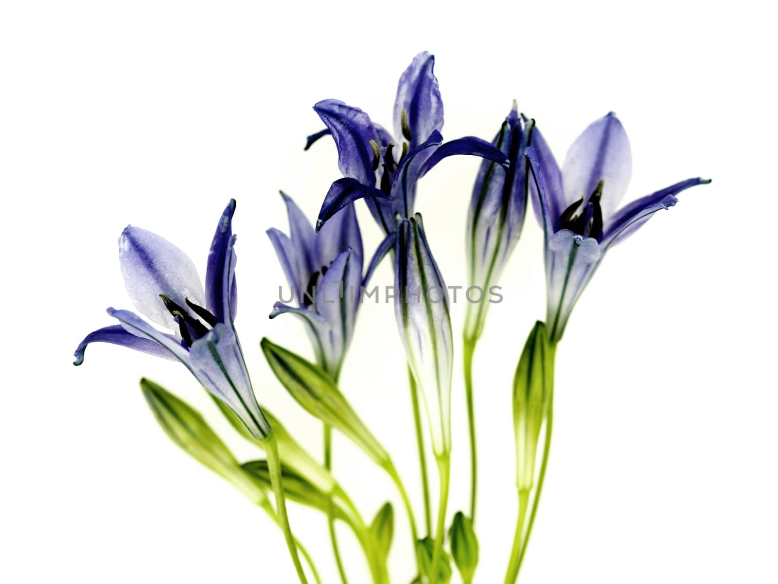 American Bluebells by Whiteboxmedia