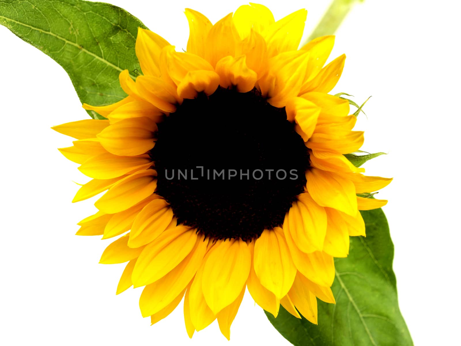 Sunflower by Whiteboxmedia