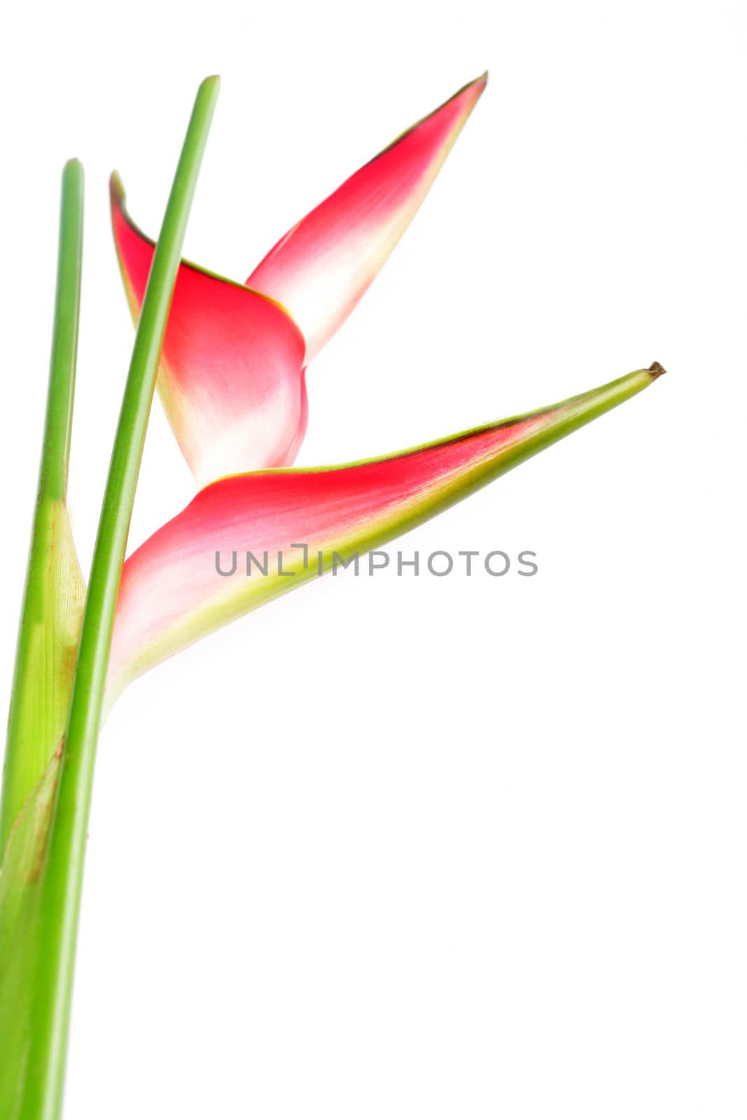 Heliconia Flower by Whiteboxmedia