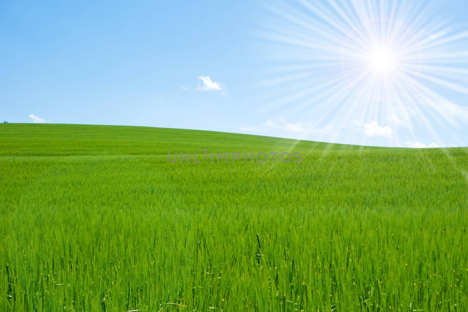 green field and blue sky with bright sun