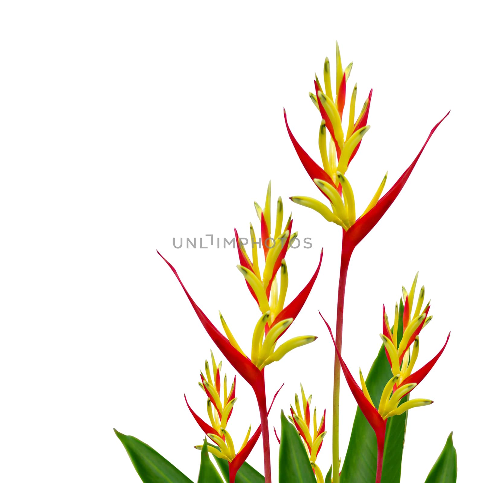 Parrot Heliconia islated on white background