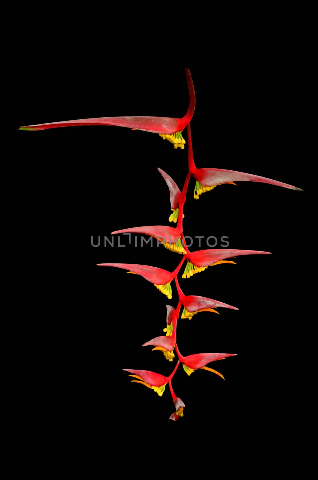 Heliconia flower islated on black background