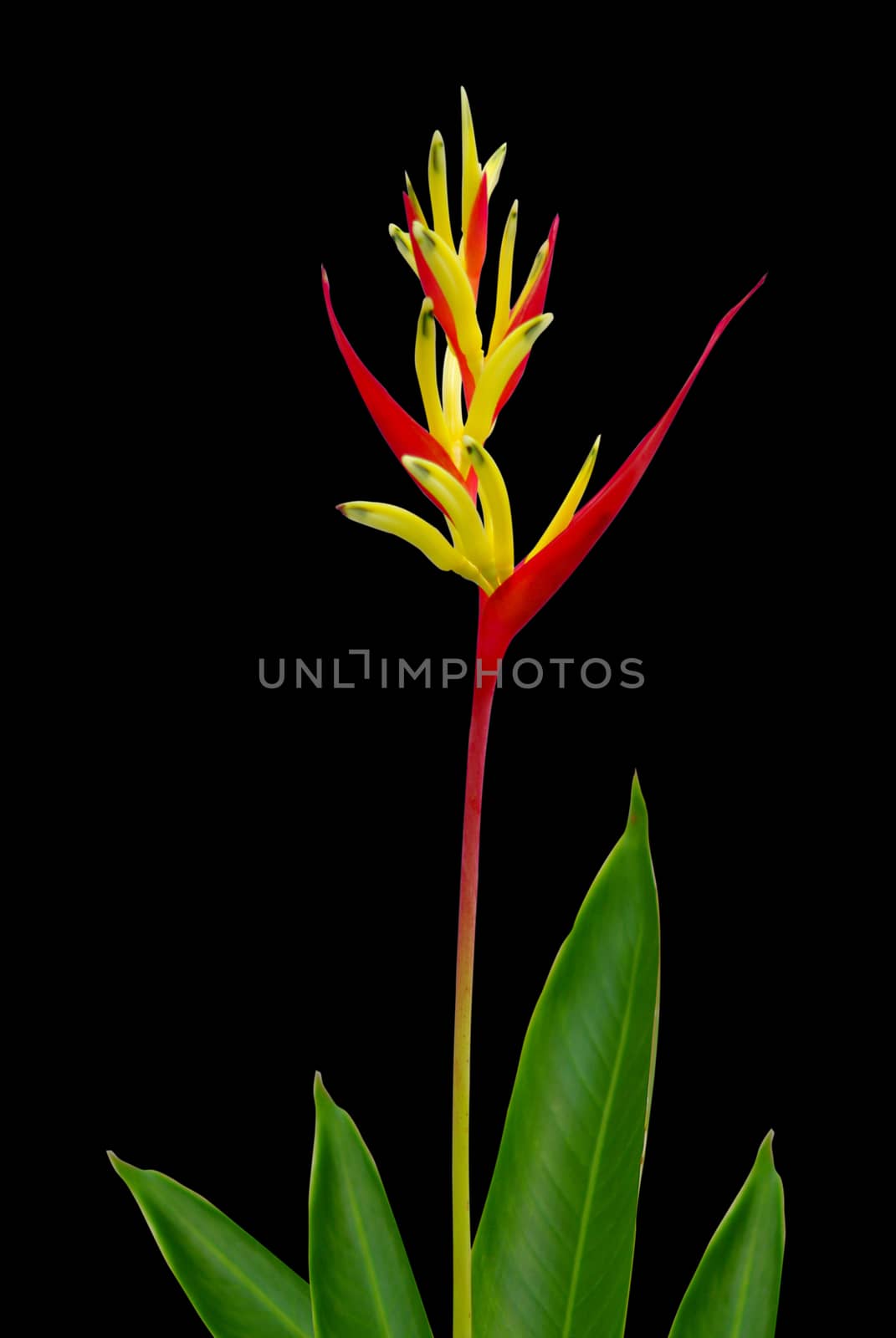 Parrot Heliconia isolated on black background by pixbox77