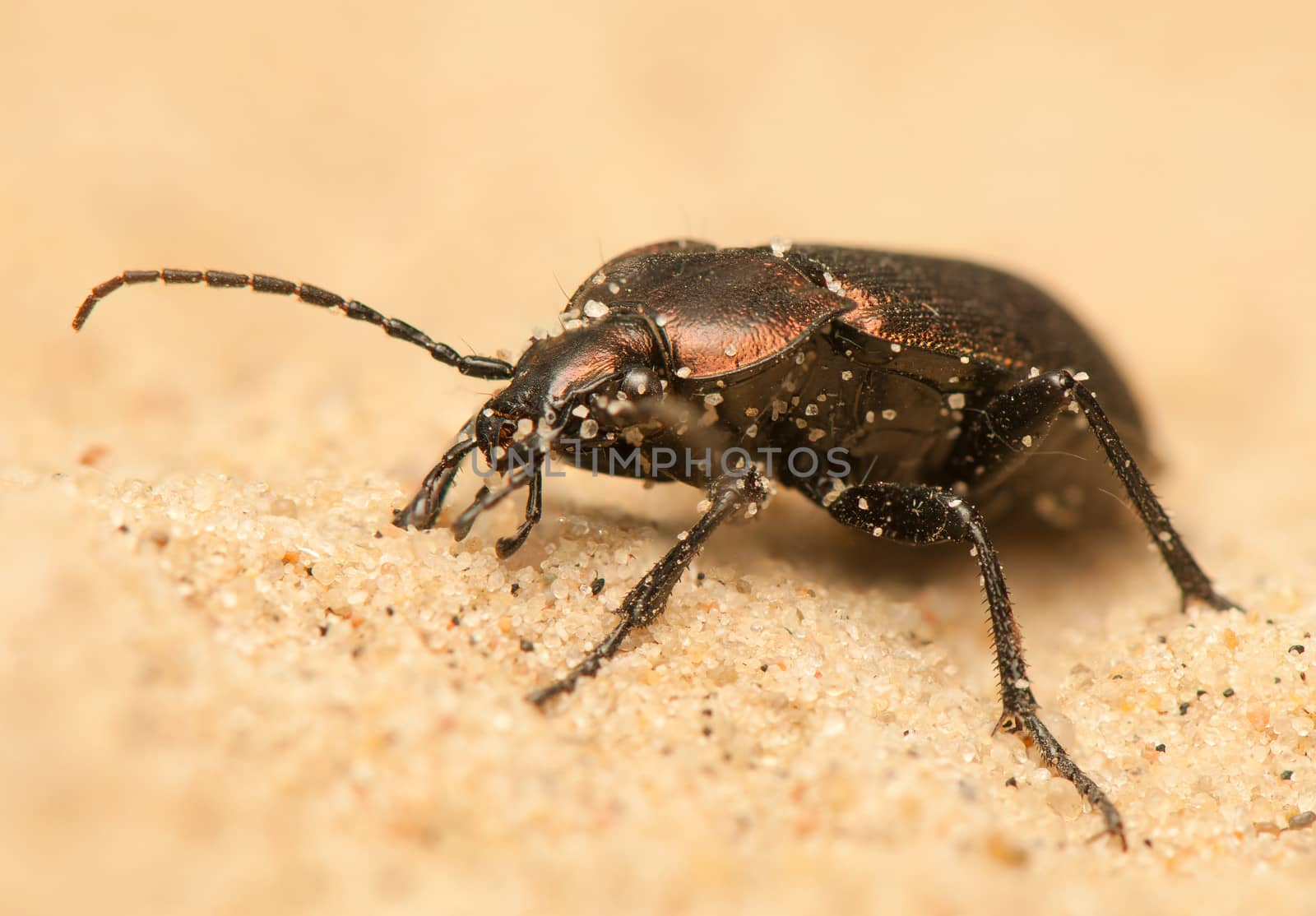 Carabus arcensis by Gucio_55