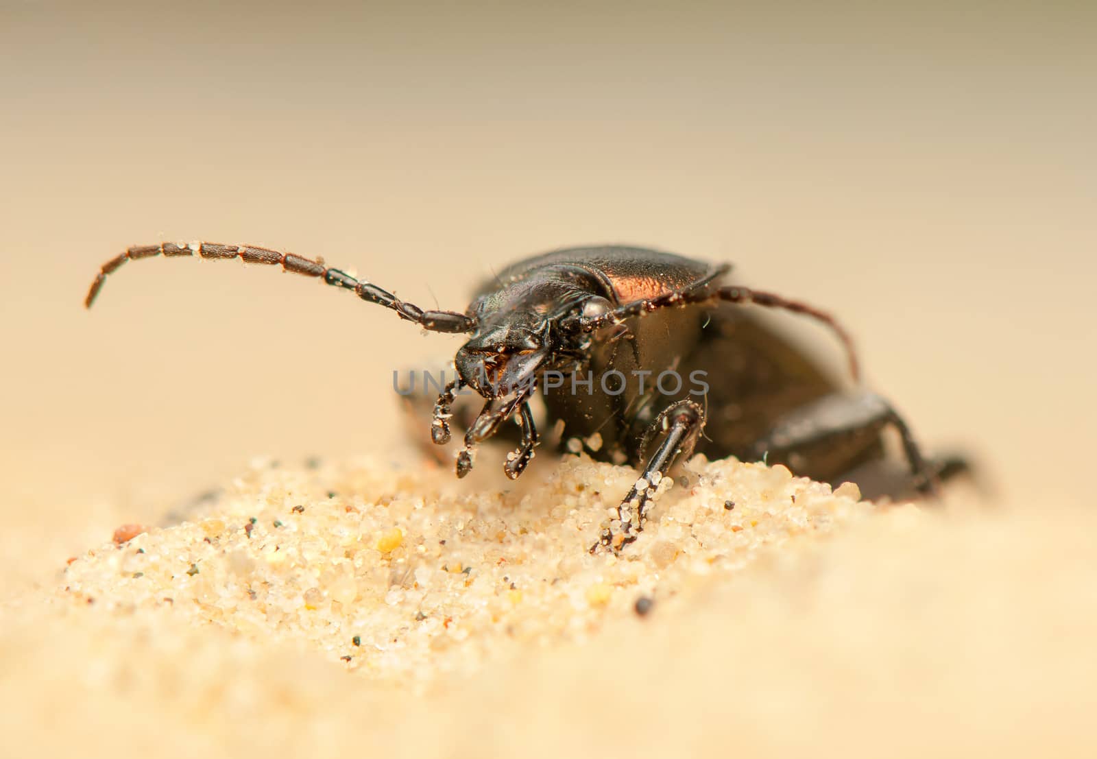 Carabus arcensis by Gucio_55