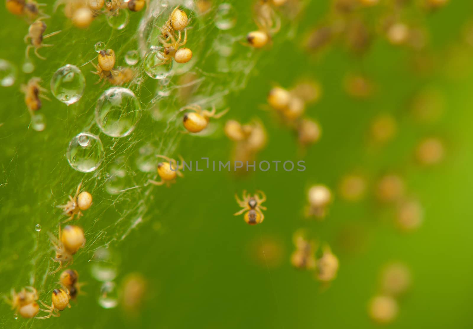 Small spiders by Gucio_55