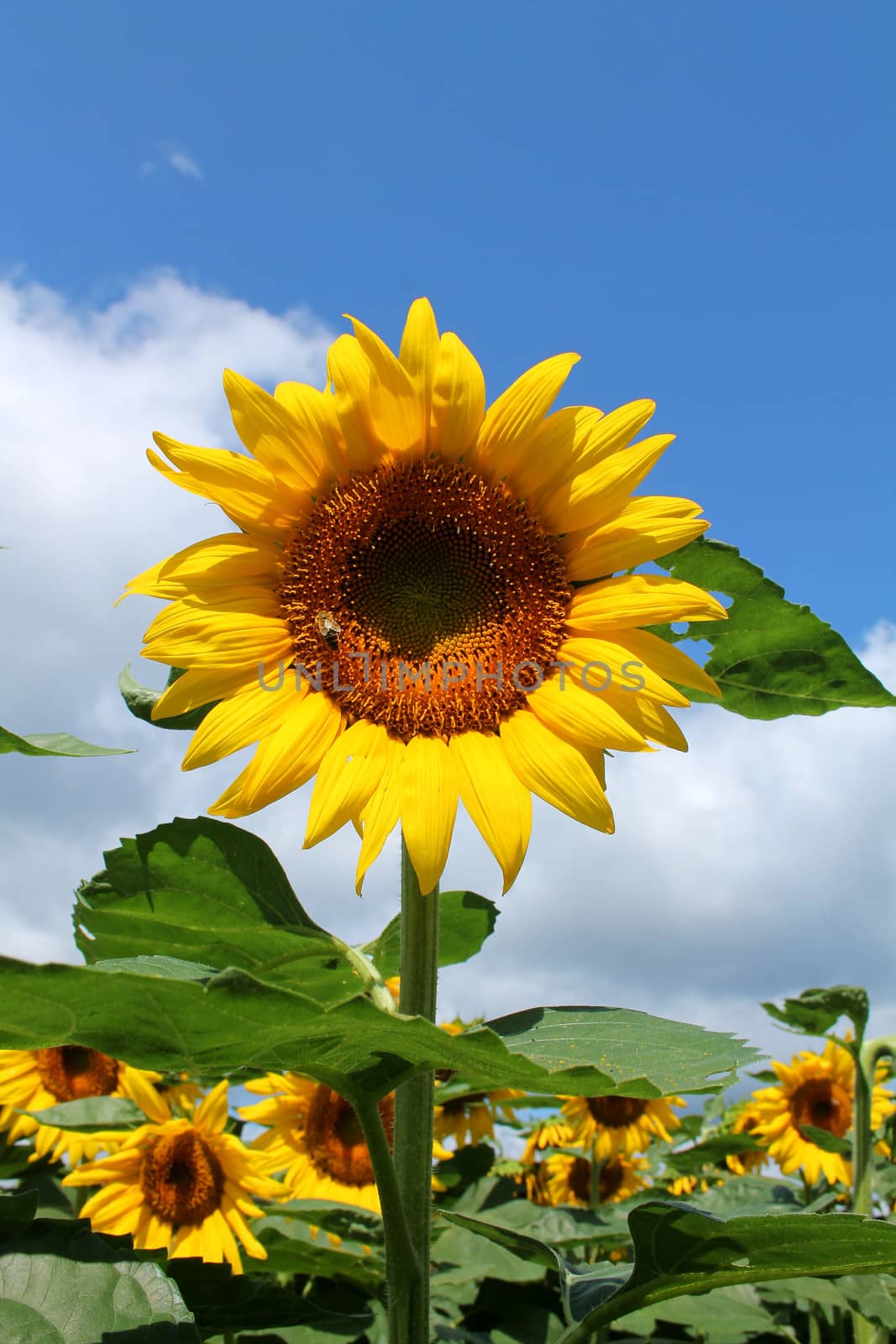 A sunflower on a sunny day
