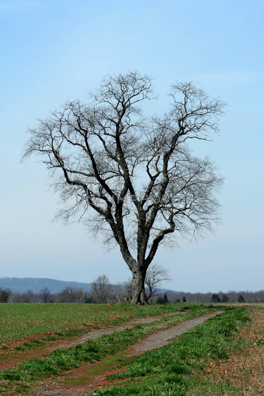 A Lone tree in a field