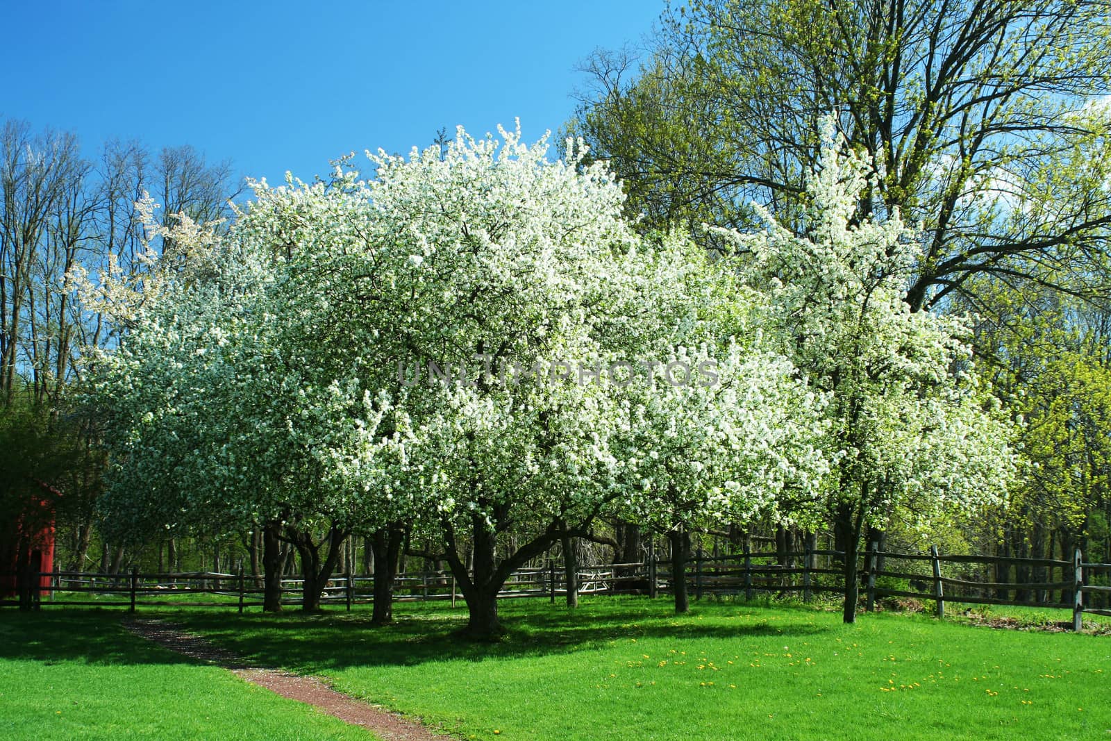 Spring trees with blue sky and grass
