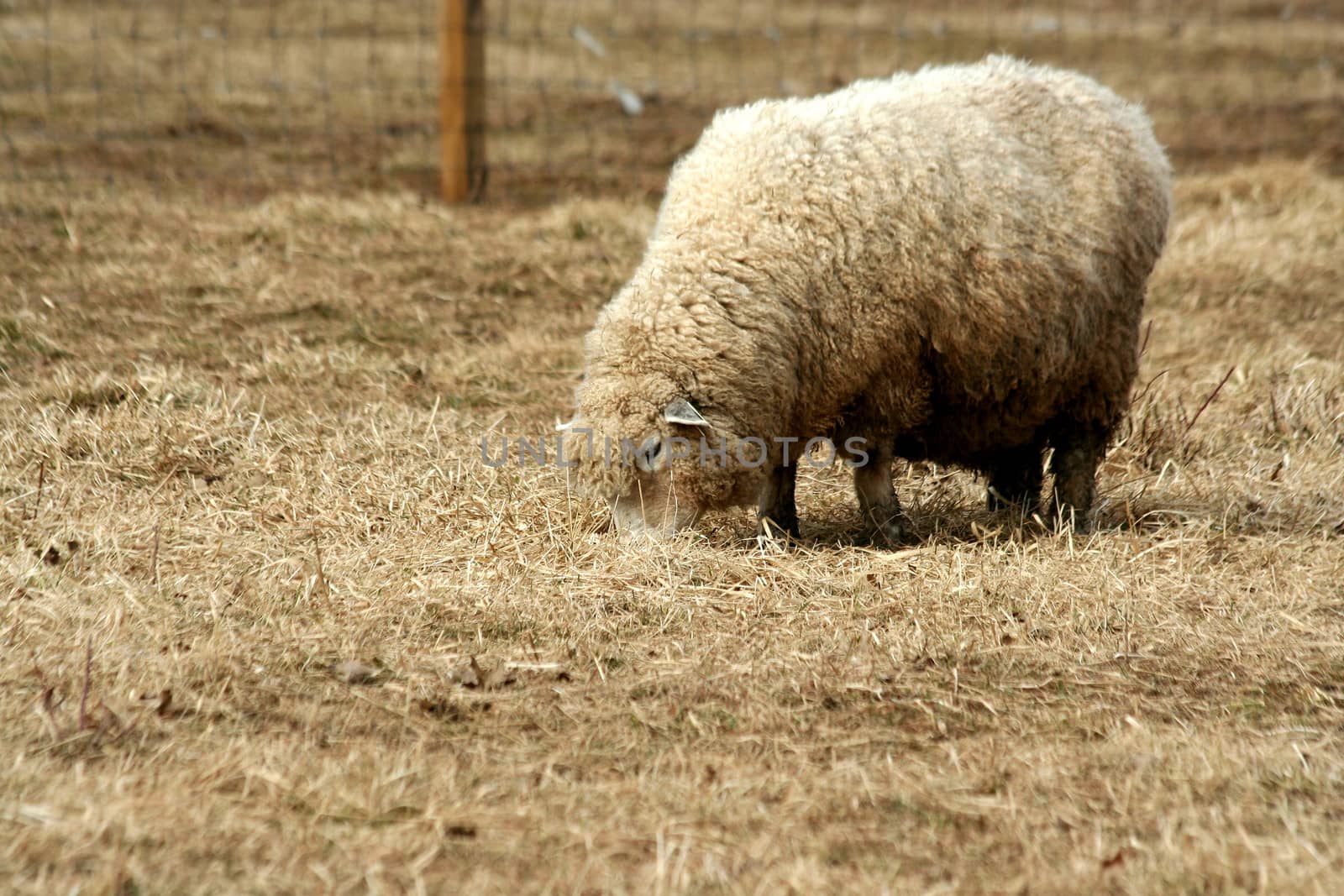 A Sheep grazing in a field