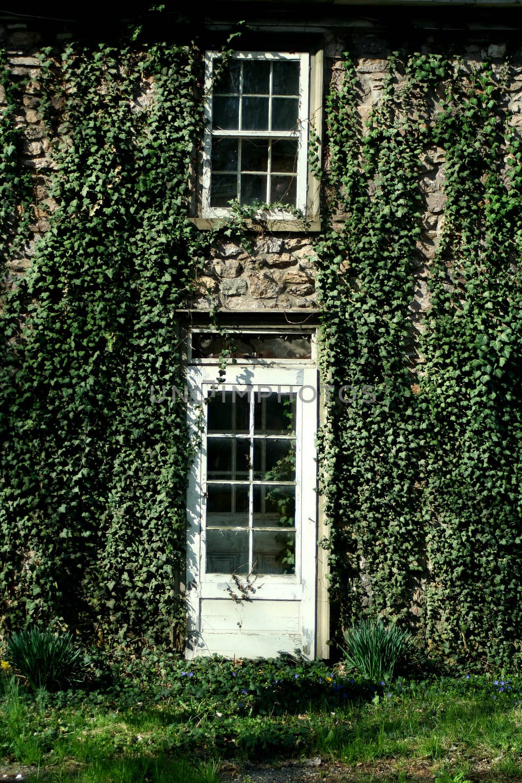 A Ivy covered door and window
