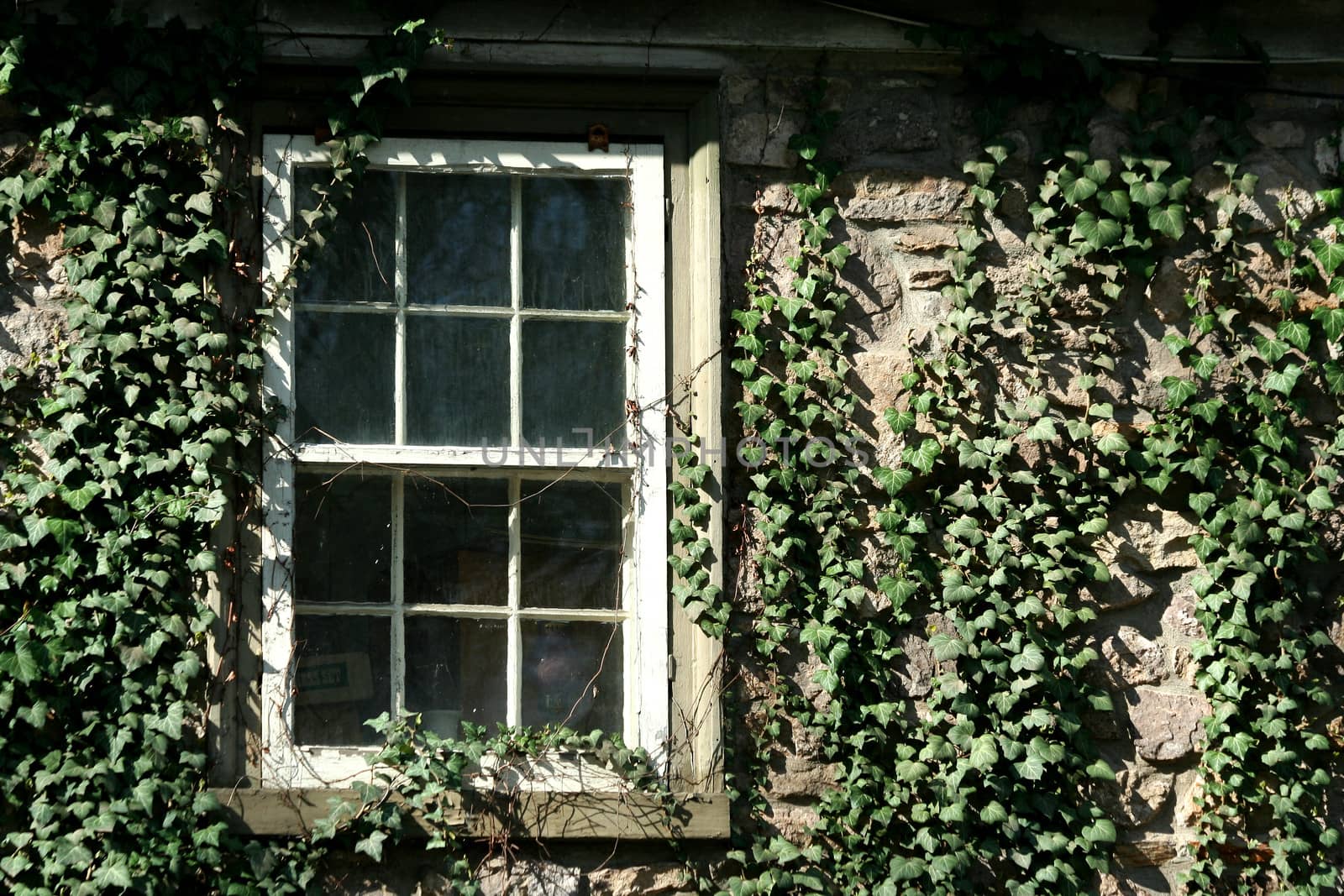 A Ivy covered window image