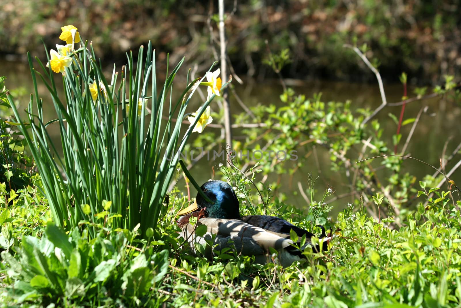 Mallard duck near daffodils by njnightsky