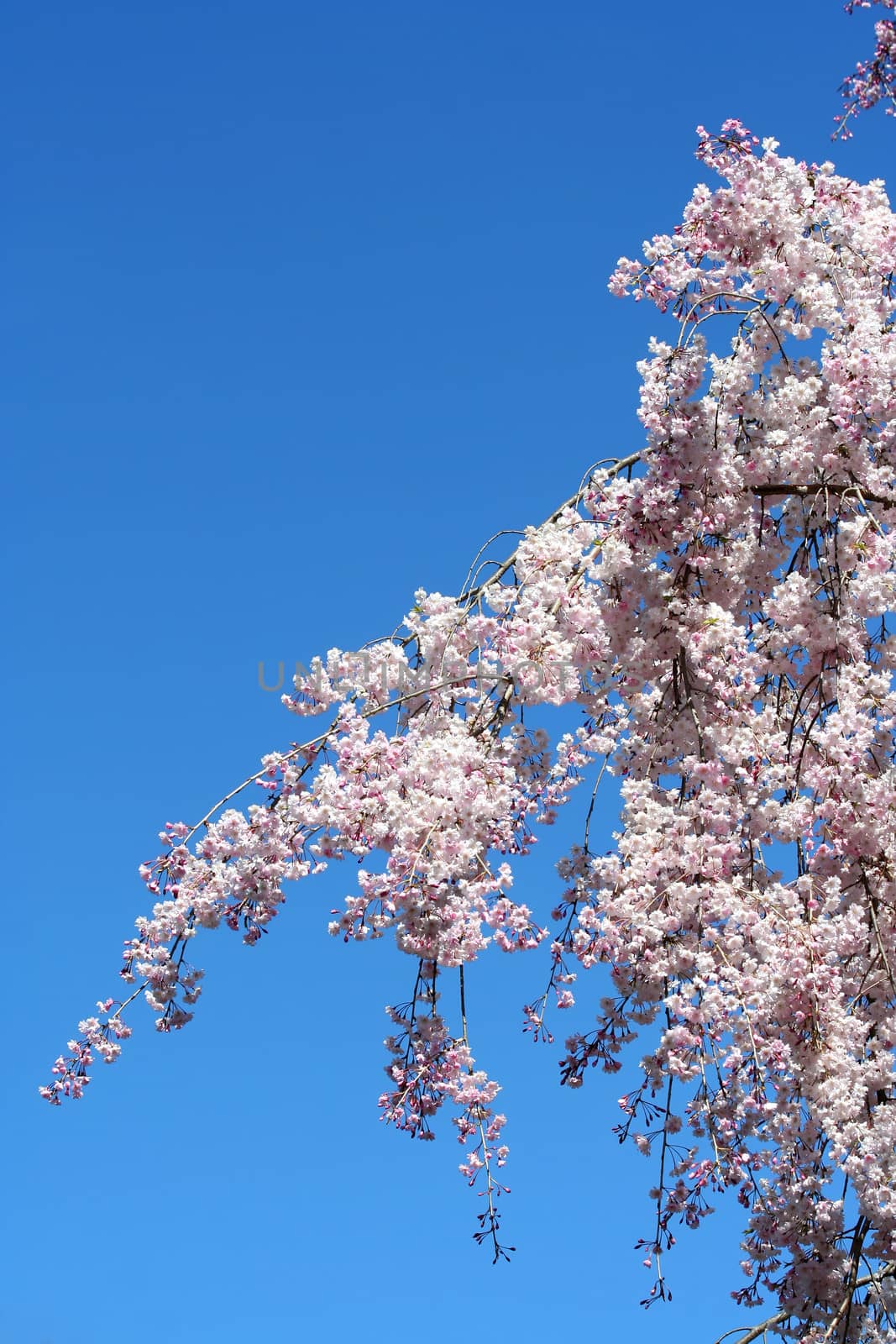 Cherry blossoms against blue sky by njnightsky