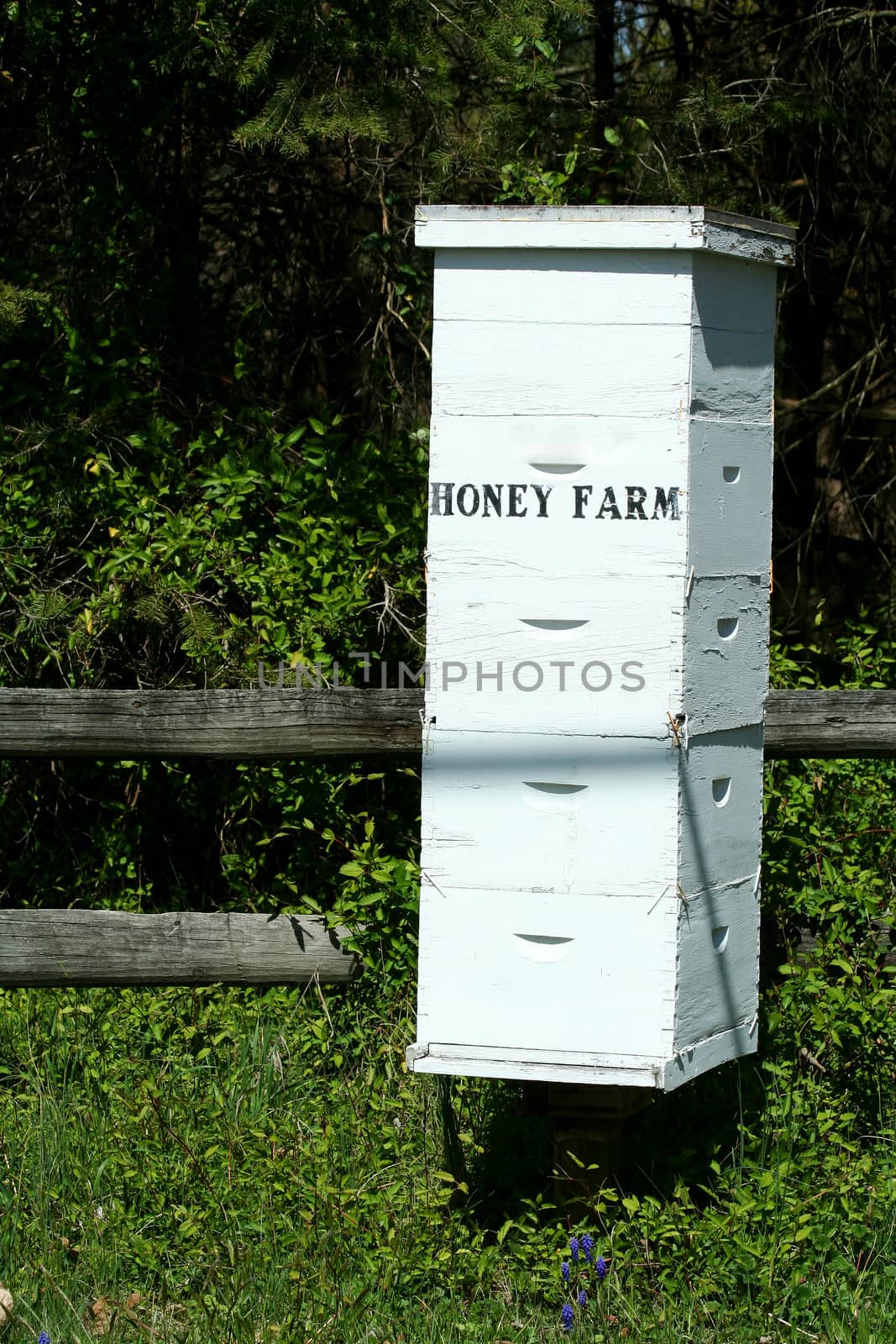 A image of a beehive colony
