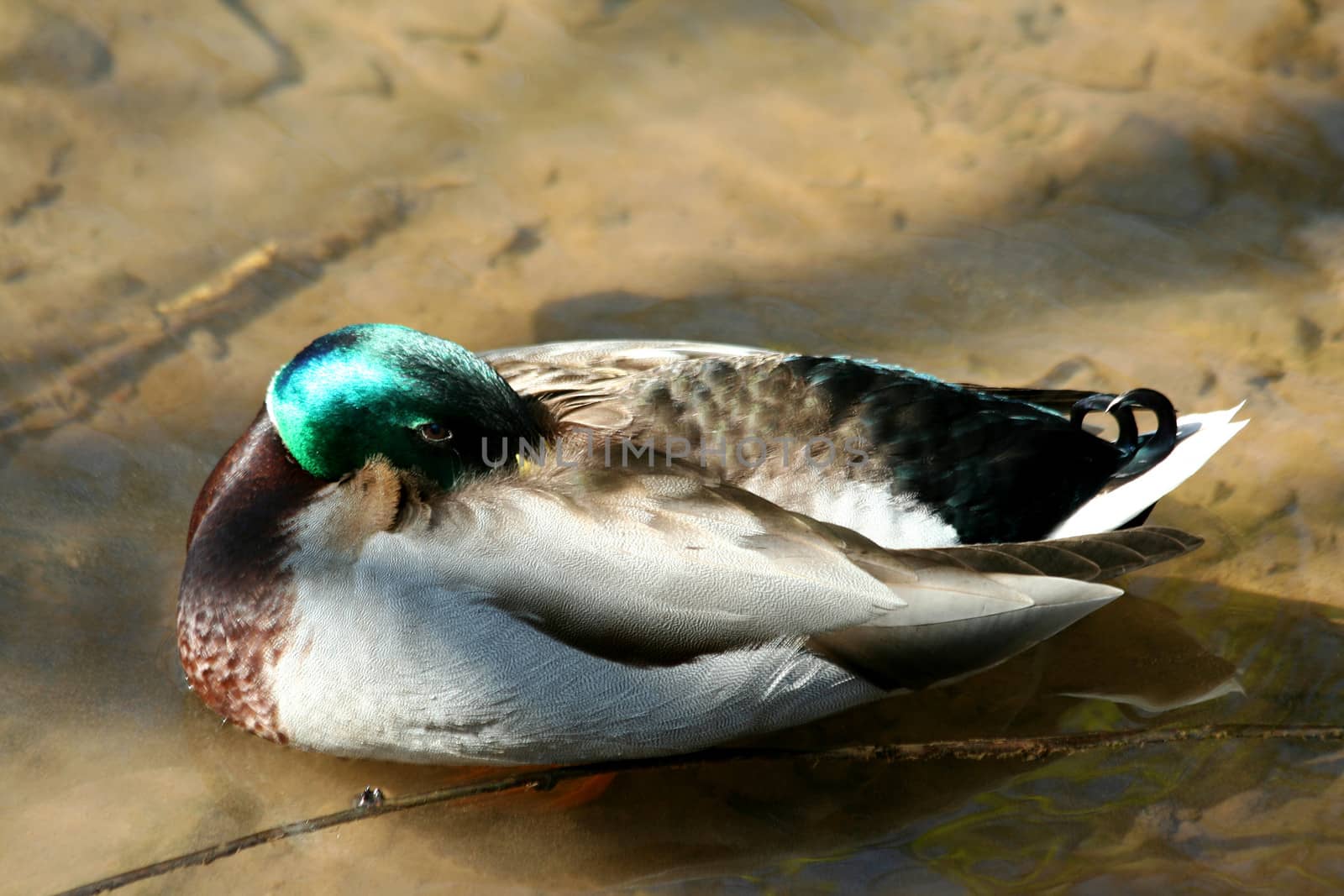 Resting mallard duck in a river